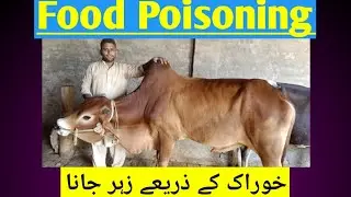 Poisoning through food