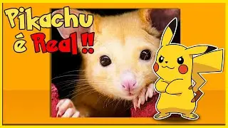 11 Pok&eacute;mons inspirados em animais do mundo real!🐾
