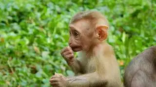 Abandoned Baby Amanda Really Attractive in Savanna monkey Team