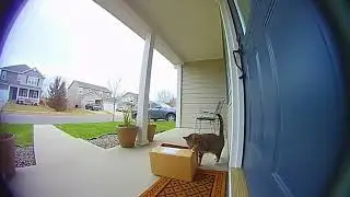 Caught Red-Pawed: Cat Thief Swipes Delivery!