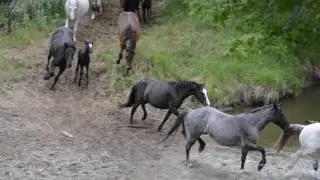 Mares Crossing The Creek At The Nokota&reg; Horse Experience