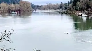 5 Curious Sea Lions in the Willamette River!