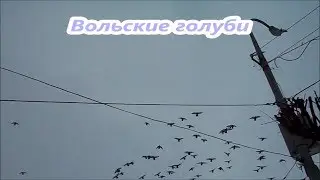 Вольские голуби