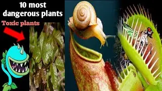 top 10 dangerous plants | most toxic plants on earth | poisonous plants