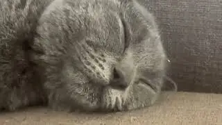 This Kitten's Dramatic Morning Stretch Is a Whole Mood! 🐾😴