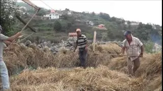 CEIFAR E MALHAR O TRIGO E CENTEIO