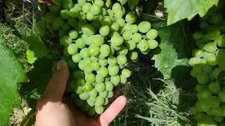 Deshojar o no, ejemplo en garnacha blanca