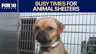What to do if you find a lost dog after July 4th | FOX 10 Phoenix