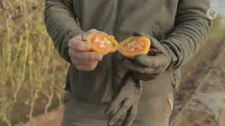 Guille nos explica qu&eacute; es el tomate de invierno | El campo es vida
