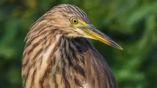 Pond Heron hunting insects in shallow water. #birds #ponds #waterbirds #heron #filmmaking