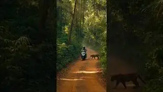 🔴Leopard Stops Biker on Jungle Road 😱 |  Camera #viralvideo #automobile #tigerspotted #ai #tiger