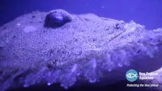 The Goosefish's Egg Veil &mdash; 2016