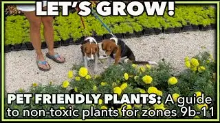 BEST PET FRIENDLY PLANTS