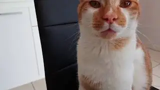CHAT ROUX ET BLANC QUI RONRONNE ET MIAULE...