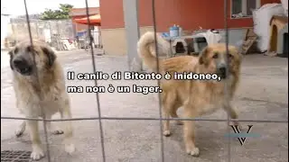 Bimbo, Boris e gli altri stanno bene. Visita al canile di Bitonto: uno schifo ma non é un lager