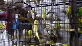 Multan Sunday Birds Market 2021 Ring Neck pathay pathian