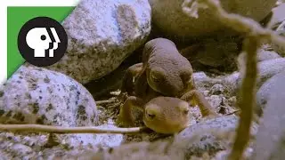 Newt Sex in the High Sierra