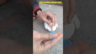 Hand feeding pigeon chick| how to feed a baby pigeon | kabutar baazi #kabutarbazi #pigeon