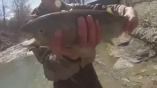 Canadaway Creek Spring Steelhead