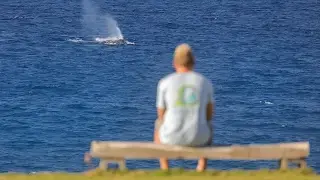 Free diving with humpback whales. [Surfholidays, серфинг]
