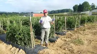 Tomato Variety Replicated Trial Field Research Plots for 2020- Dr. Dilip Panthee, PhD