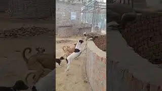funny video 😄 monkey and dog #comedy #funny #treading #viral #ytshorts