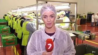 El ciruelo - Reportaje Diciembre 2017, Uvas de mesa El Ciruelo. 🍇