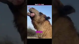 Do Camels Really Spit Out Their Stomach ? 🐪