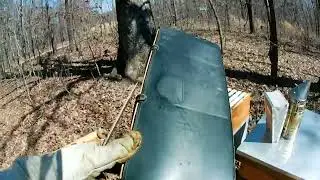 Drone Comb & Queen Rearing: My Beekeeping Goals