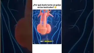 &iquest;Por qu&eacute; duele TANTO un golpe en LOS TEST&Iacute;CULOS?