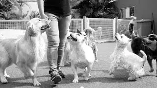 Trabalhando com c&atilde;es - dogresort