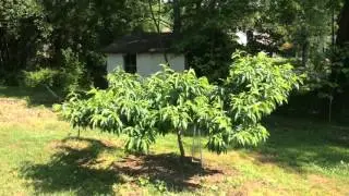 Intro to Belle of Georgia Peach Tree