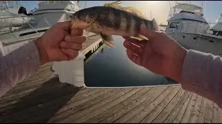 Fishing NH: Spotted bay bass action - 3 days of releases