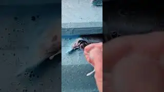 the satisfying sounds of brush and foam #detailing #satisfying #shorts #giveityourbestshort #asmr
