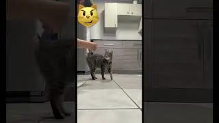 All the tricks i taught my smart cat in a month!