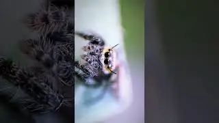 prosumer extreme macro mobile lens #shorts #youtubeshorts #photographyculture