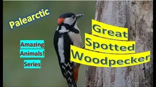 Great Spotted Woodpecker facts