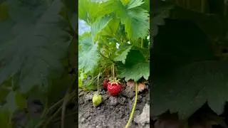Полуничний десерт 🇺🇦🍓 #dancehall #remix #music
