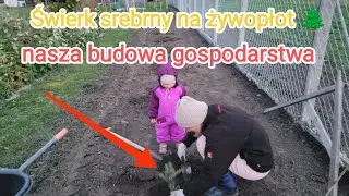 Jak sadzić świerki?🤔Prosty sposób na żywopłot.Polska wieś 🇵🇱