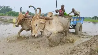 Bullock Cart Mud Ride with Heavy Load and Bullock Pulling Performance