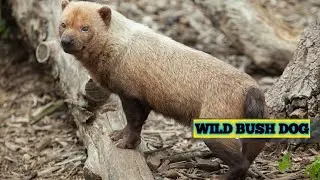 WILD BUSH DOG