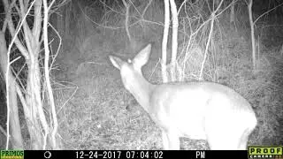 Jeune m&acirc;le Chevreuil forestier renifle et touche la cam&eacute;ra !
