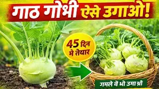 #gardening #ihavethisthingwithplants #trending  गार्ड गोबी