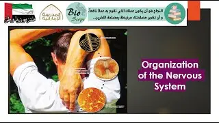 Organization of the Nervous System - Part 1