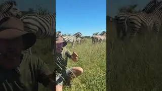 Зебры Берчелла &mdash; самый распространенный вид в Южной Африке! 🦓🌍