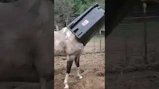 Mischievous Horse Gets Stuck in Garbage Can || ViralHog