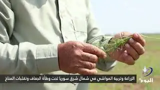 الزراعة وتربية المواشي في شمال شرق سوريا تحت وطأة الجفاف وتقلبات المناخ (خاص)
