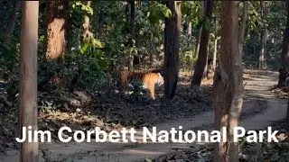 Moradabad to Munsiyari Road Trip🏔️|Part-5 #jimcorbettnationalpark #ramnagar #wildlife #junglesafari 