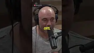 Joe Diaz on Netflix's Don't F ck With Cats