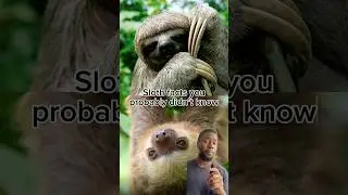 Did you know? 👀🦥 #sloth #sloths #animallover #animalfacts